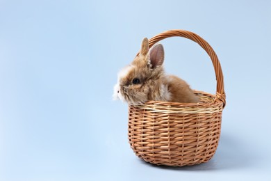 Photo of Cute little rabbit in wicker basket on light blue background. Space for text