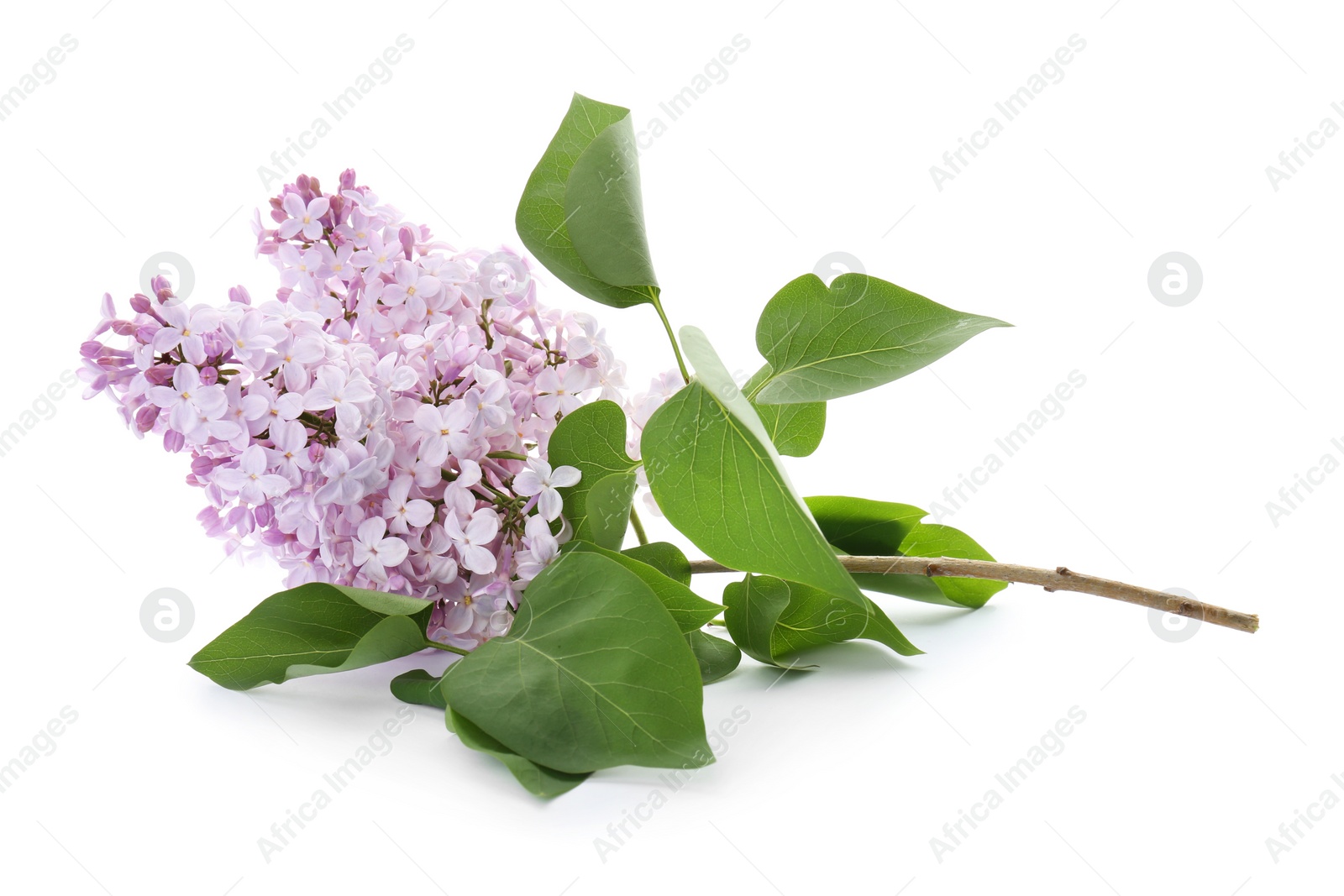 Photo of Branch of blossoming lilac on white background. Spring flowers