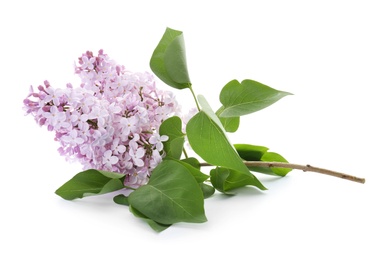Photo of Branch of blossoming lilac on white background. Spring flowers