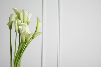 Beautiful calla lily flowers on white background, space for text