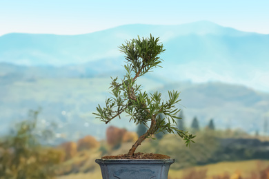 Japanese bonsai plant against mountain landscape. Zen and harmony