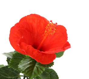 Photo of Beautiful red hibiscus flower and green leaves isolated on white