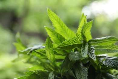 Photo of Beautiful mint with lush green leaves outdoors, closeup