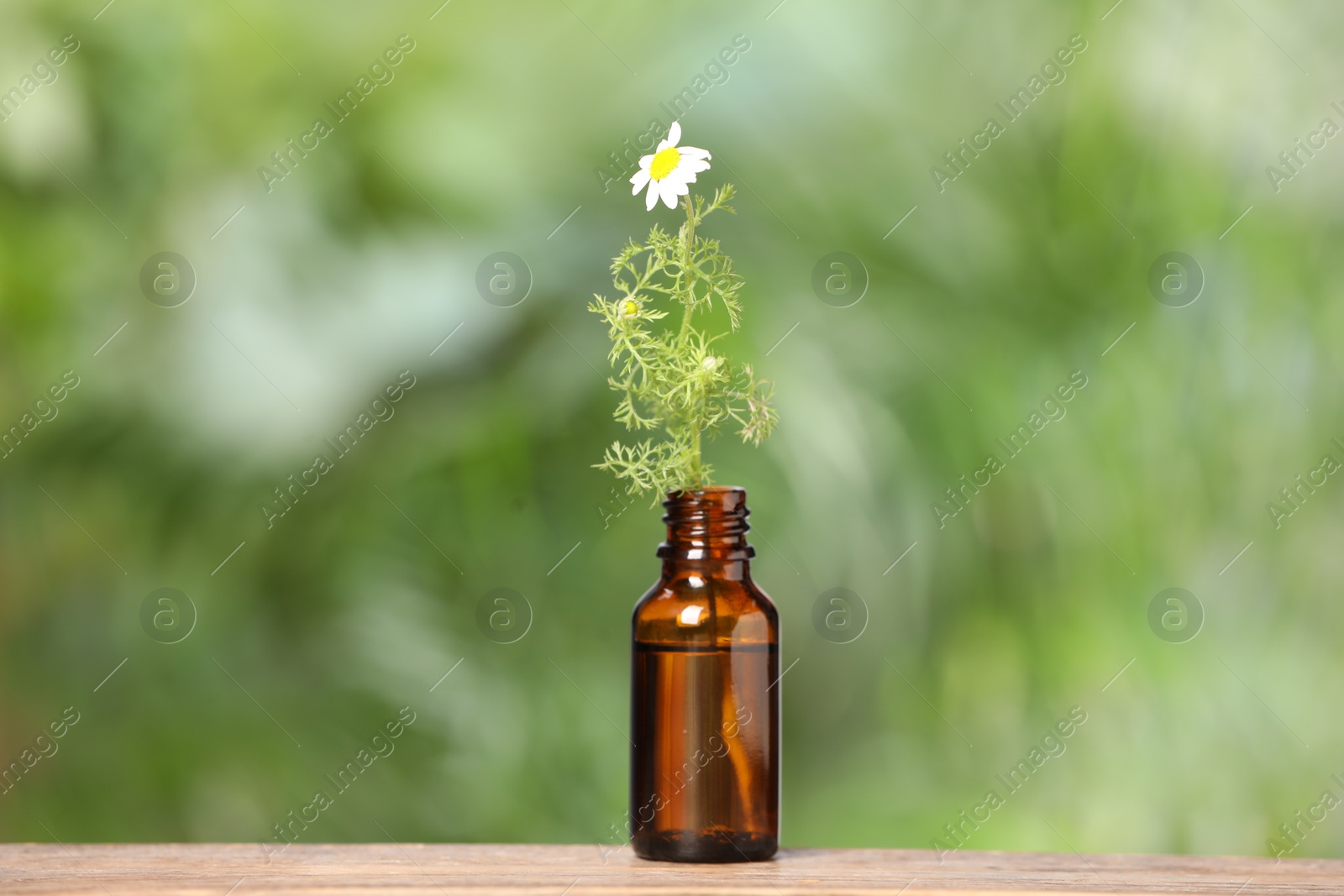 Photo of Bottle with essential oil and chamomile on wooden table against blurred green background