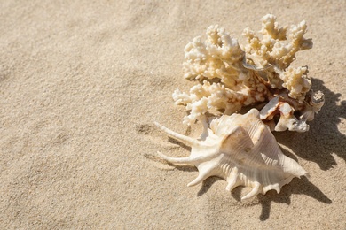 Photo of Seashell and coral on beach sand. Space for text