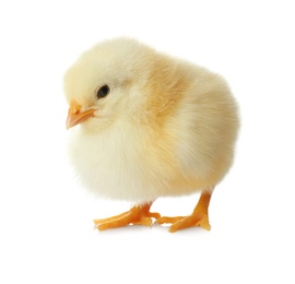 Photo of Cute fluffy baby chicken on white background. Farm animal