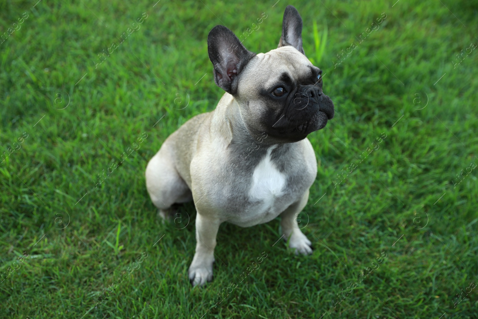 Photo of Cute French bulldog on green grass outdoors. Lovely pet