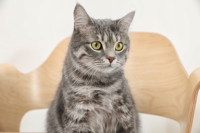 Photo of Adorable grey tabby cat on chair against light background