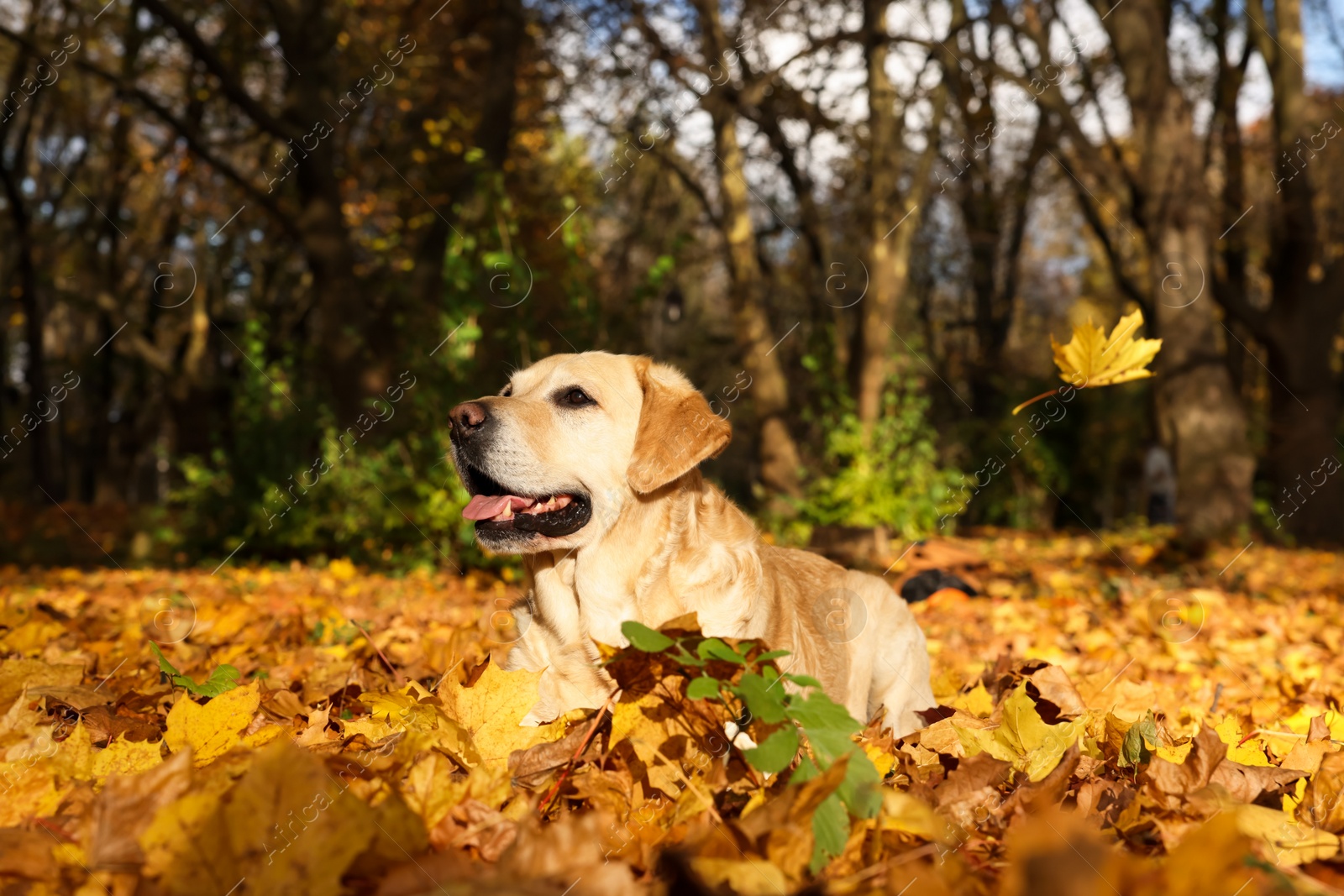 Photo of Cute Labrador Retriever dog on fallen leaves in sunny autumn park