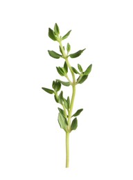 Photo of Aromatic thyme sprig on white background. Fresh herb