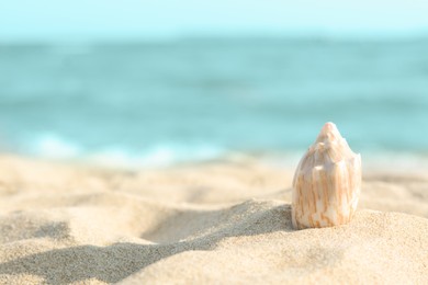 Beautiful seashell on sandy beach near sea, closeup. Space for text