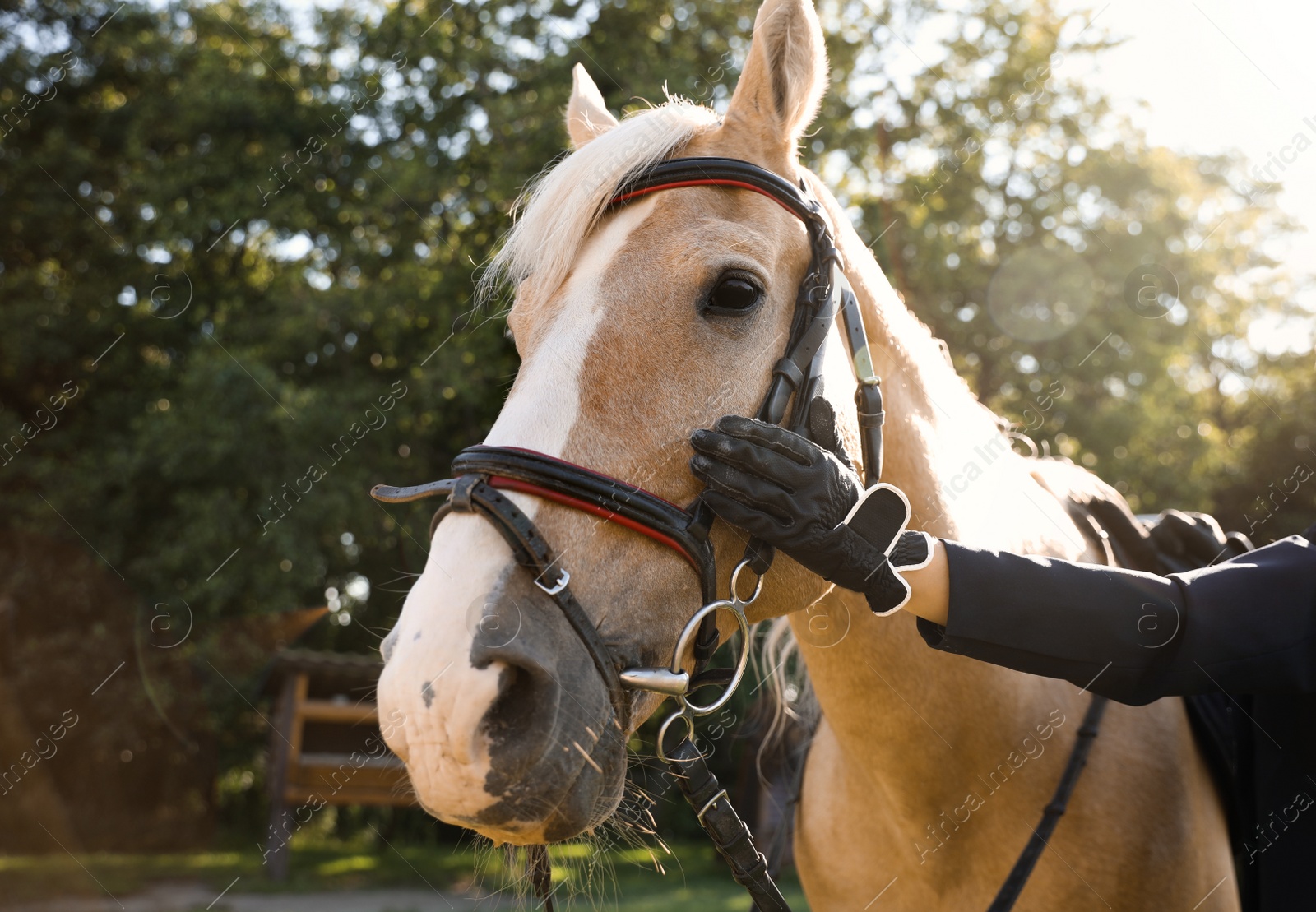 Photo of Young woman in horse riding suit and her beautiful pet outdoors on sunny day, closeup