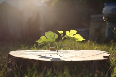 Photo of Green seedling growing out of stump outdoors on sunny day. New life concept