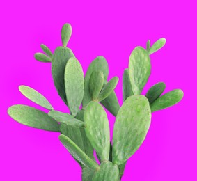 Image of Beautiful green cactus plant on hot pink background