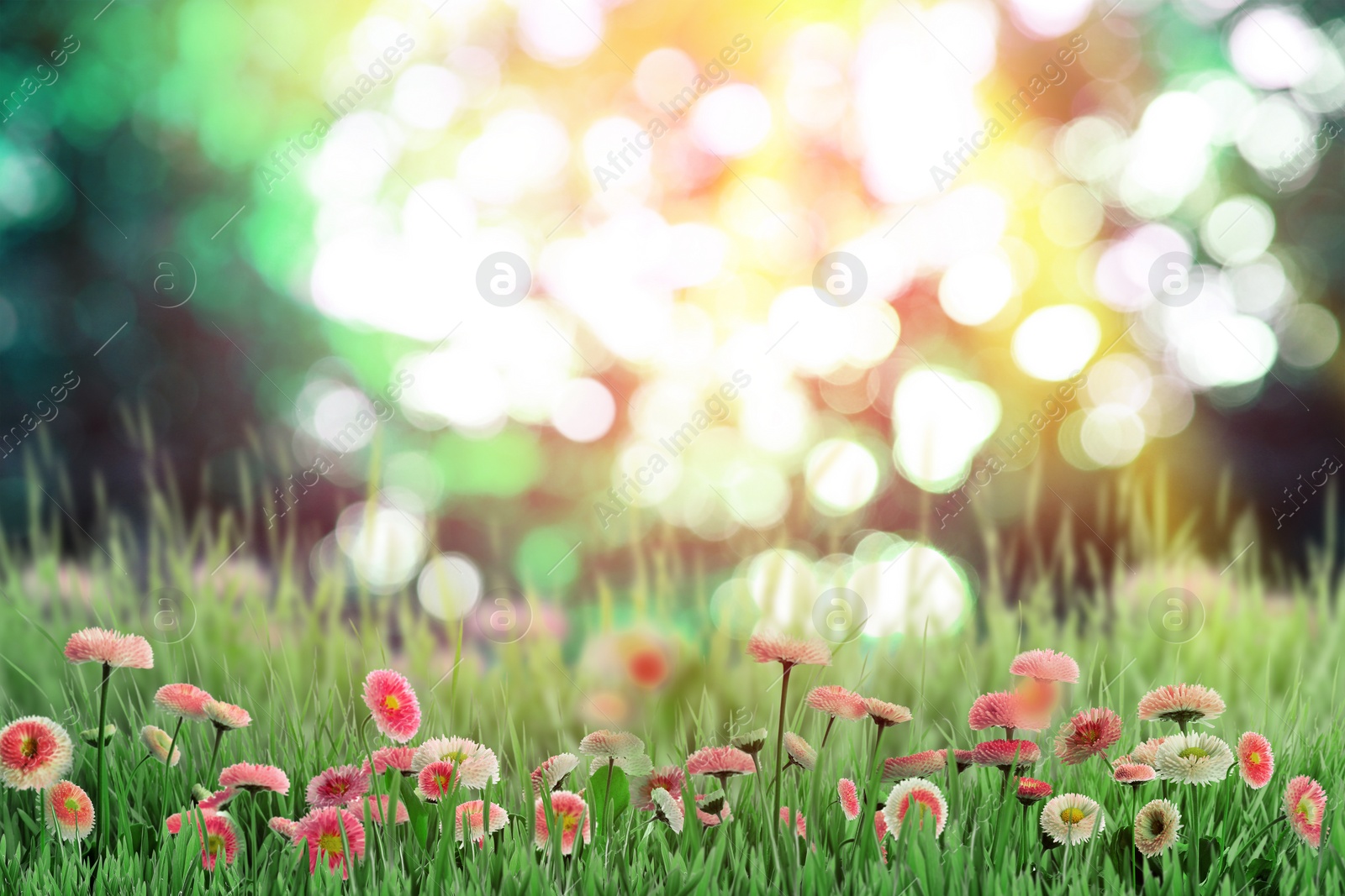 Image of Beautiful blooming daisy flowers in green meadow on sunny day, bokeh effect