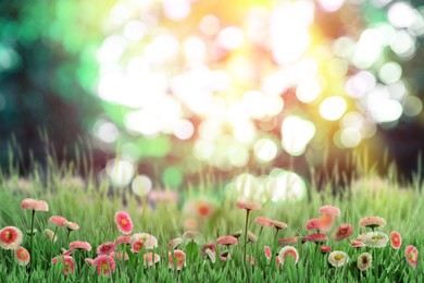 Image of Beautiful blooming daisy flowers in green meadow on sunny day, bokeh effect