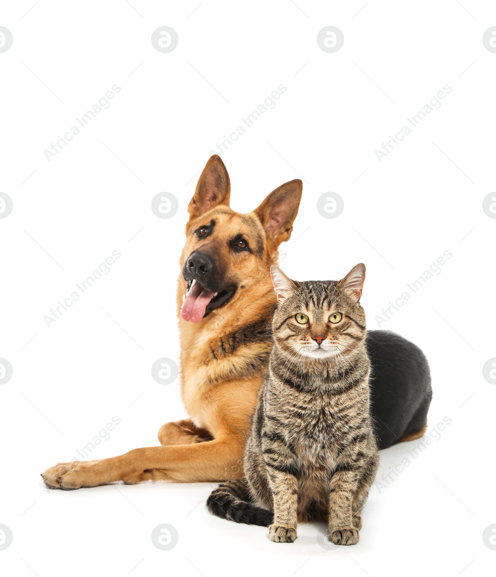 Photo of Adorable cat and dog on white background. Animal friendship