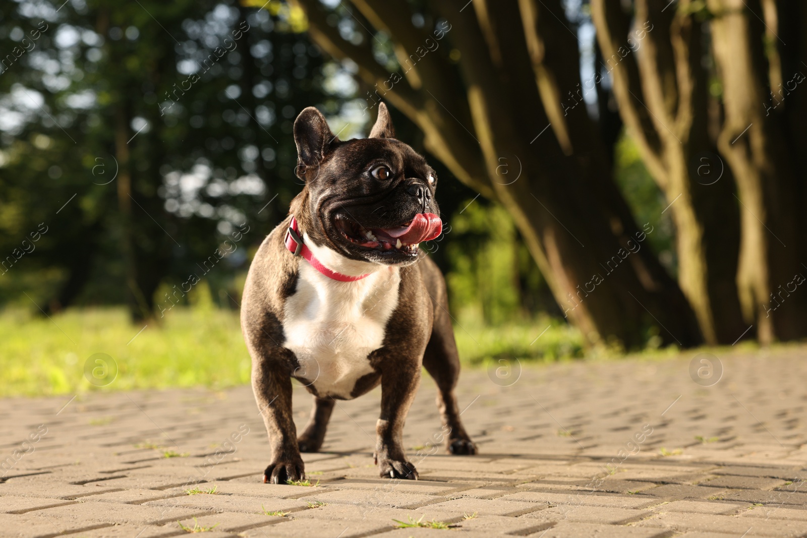 Photo of Cute French Bulldog on walk outdoors on sunny day