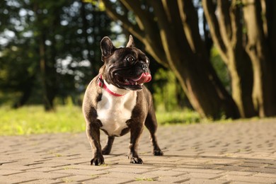 Photo of Cute French Bulldog on walk outdoors on sunny day