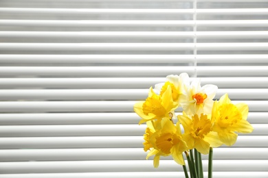 Photo of Beautiful narcissus flowers near window with blinds. Space for text