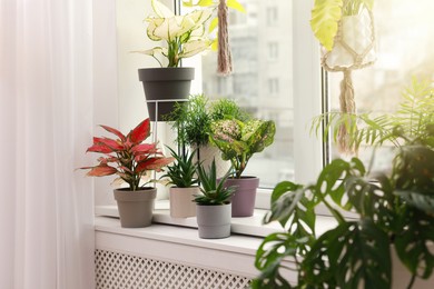 Different beautiful houseplants on window sill indoors. Interior design