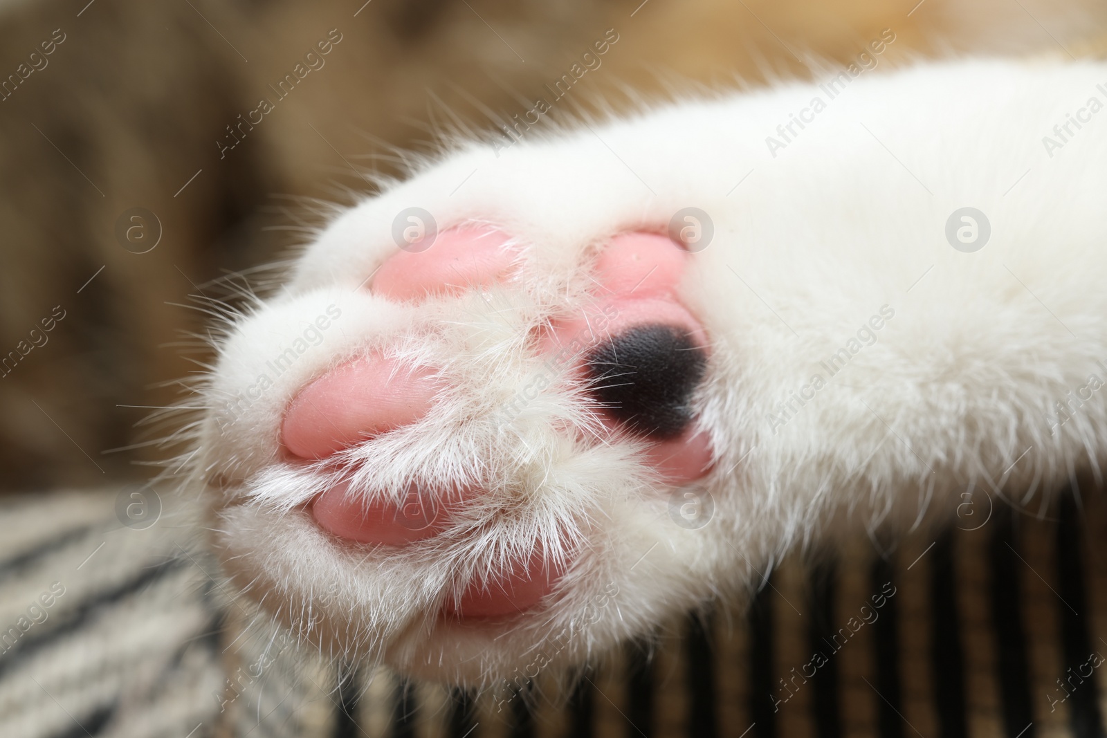 Photo of Beautiful cat with fluffy paw on blurred background, macro view. Cute pet