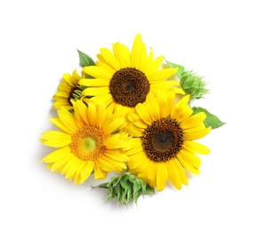 Photo of Beautiful bright sunflowers on white background