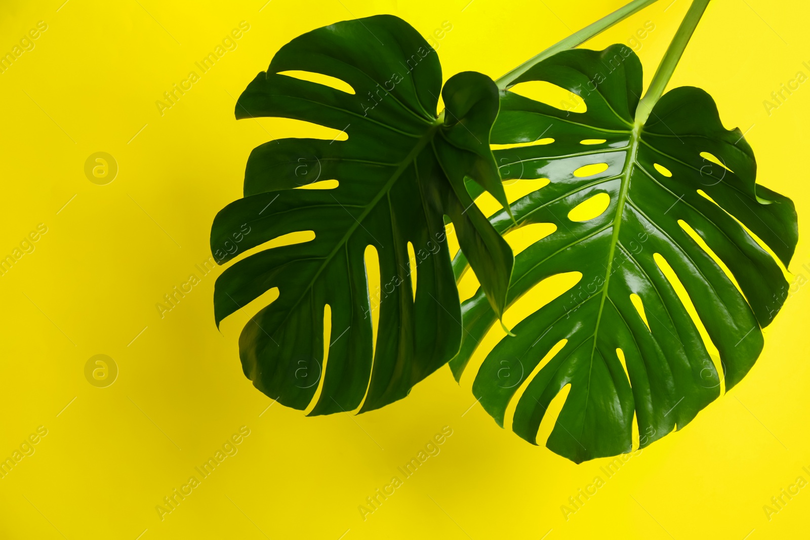 Photo of Beautiful monstera leaves on yellow background. Tropical plant