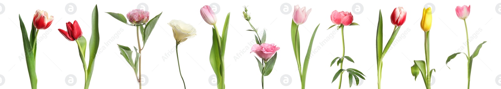 Image of Different beautiful flowers isolated on white, set