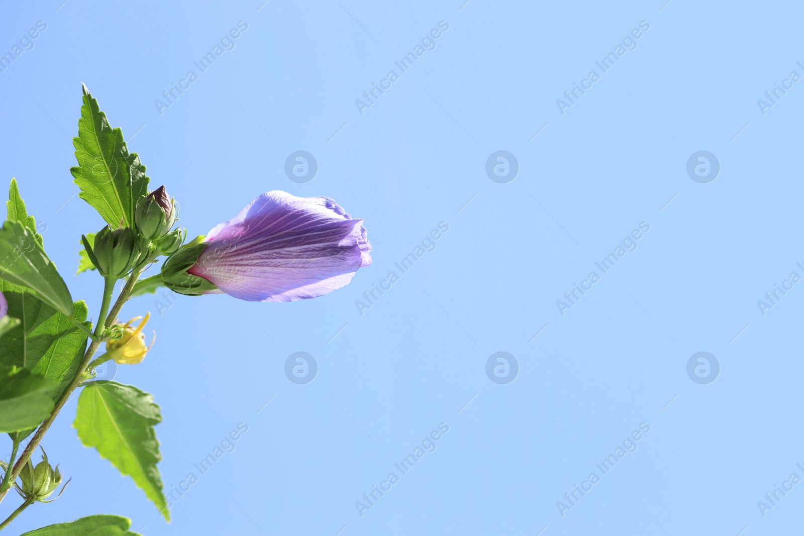 Photo of Beautiful hibiscus flower growing against blue sky, closeup. Space for text