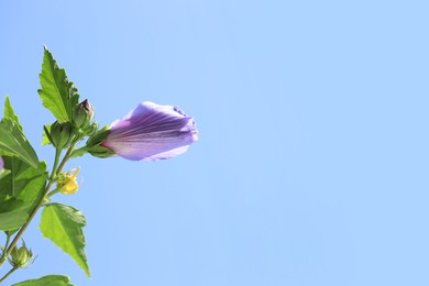 Photo of Beautiful hibiscus flower growing against blue sky, closeup. Space for text