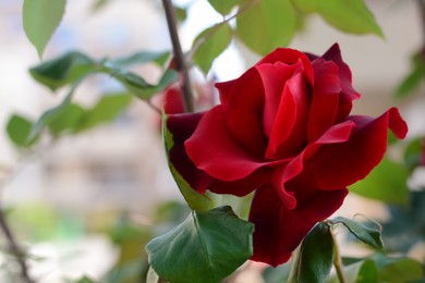 Beautiful blooming rose bush outdoors, closeup. Space for text