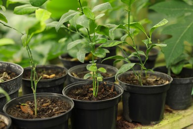 Photo of Many different beautiful potted plants in greenhouse