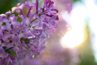 Photo of Closeup view of beautiful blossoming lilac shrub outdoors