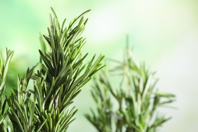 Photo of Branches of fresh rosemary on blurred green background, space for text