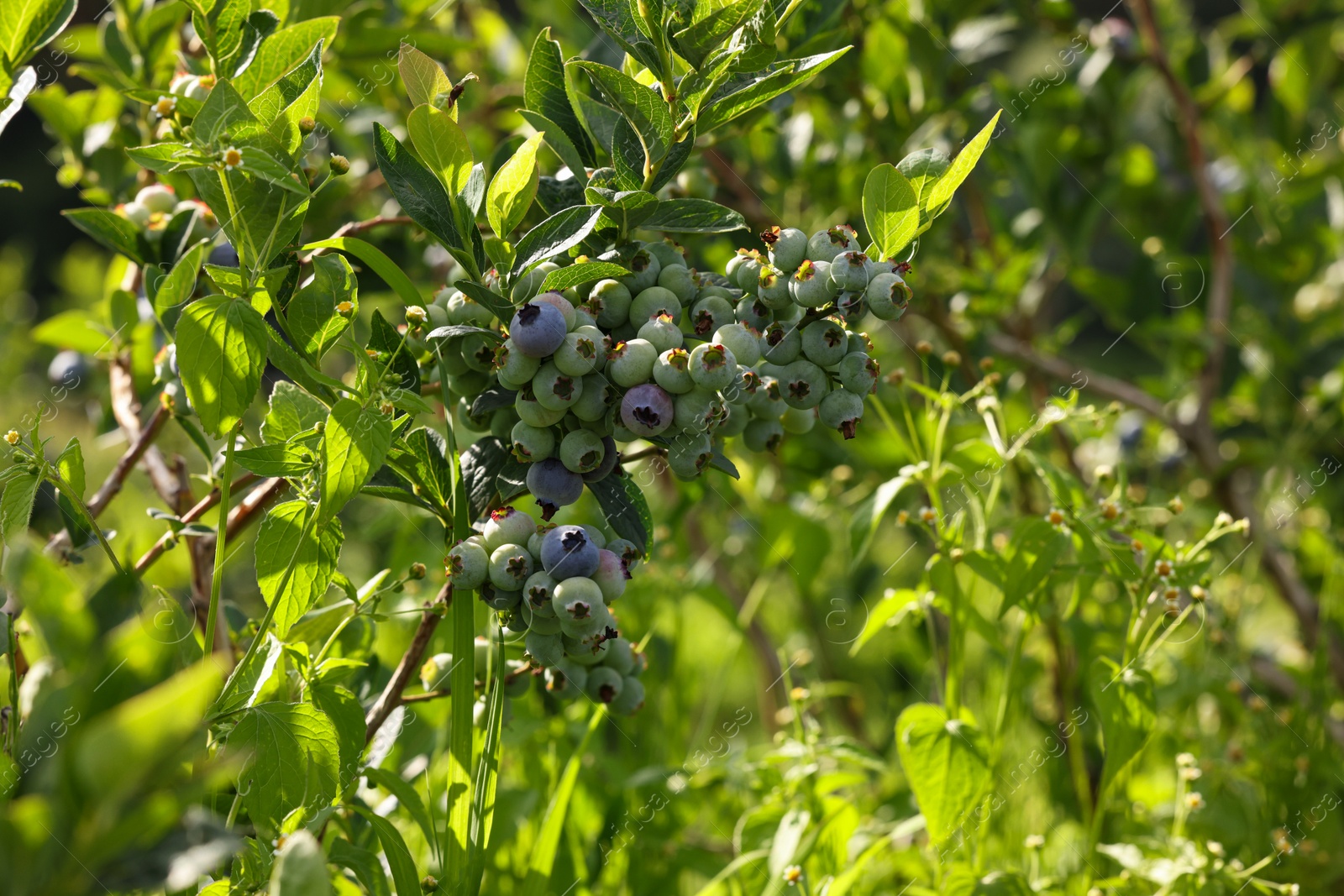 Photo of Bush of wild blueberry with berries growing outdoors