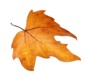 Photo of Beautiful autumn leaf on white background. Fall foliage