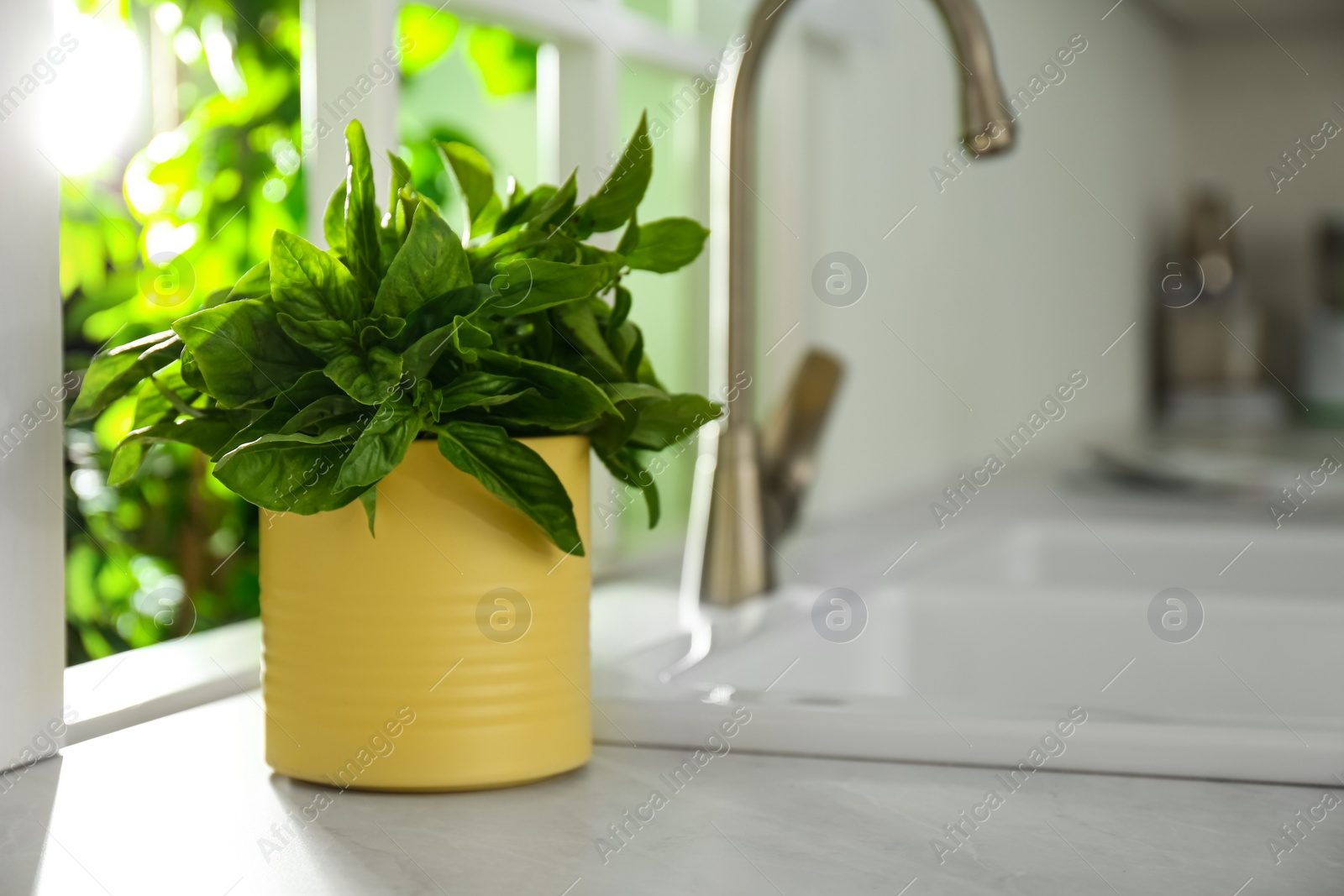 Photo of Fresh green basil in pot on countertop in kitchen. Space for text