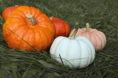 Many ripe pumpkins among green grass outdoors