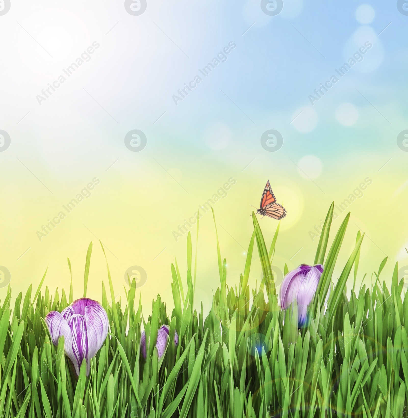 Image of Fresh green grass and beautiful crocus flowers on sunny day. Spring season