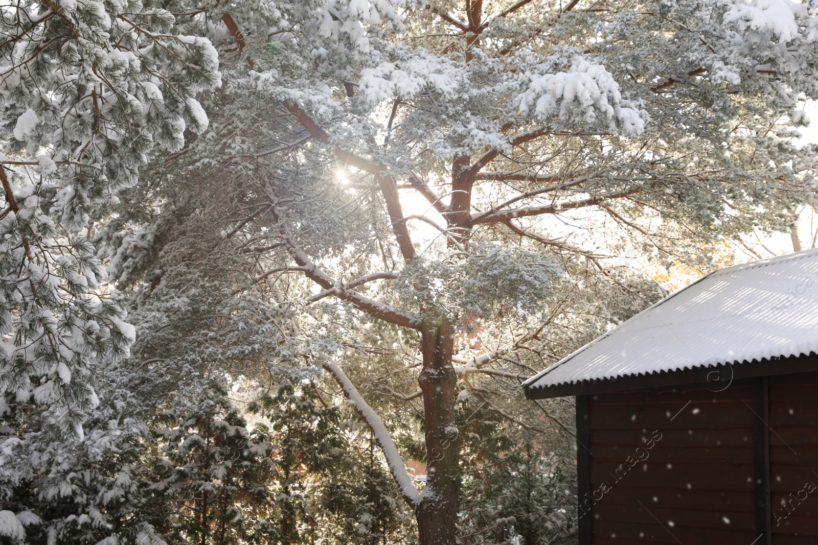 Photo of Sunbeams shining through trees near house in winter morning