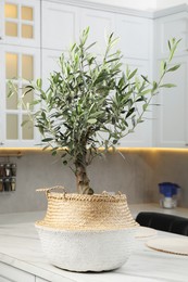 Photo of Beautiful potted olive tree on marble countertop in stylish kitchen