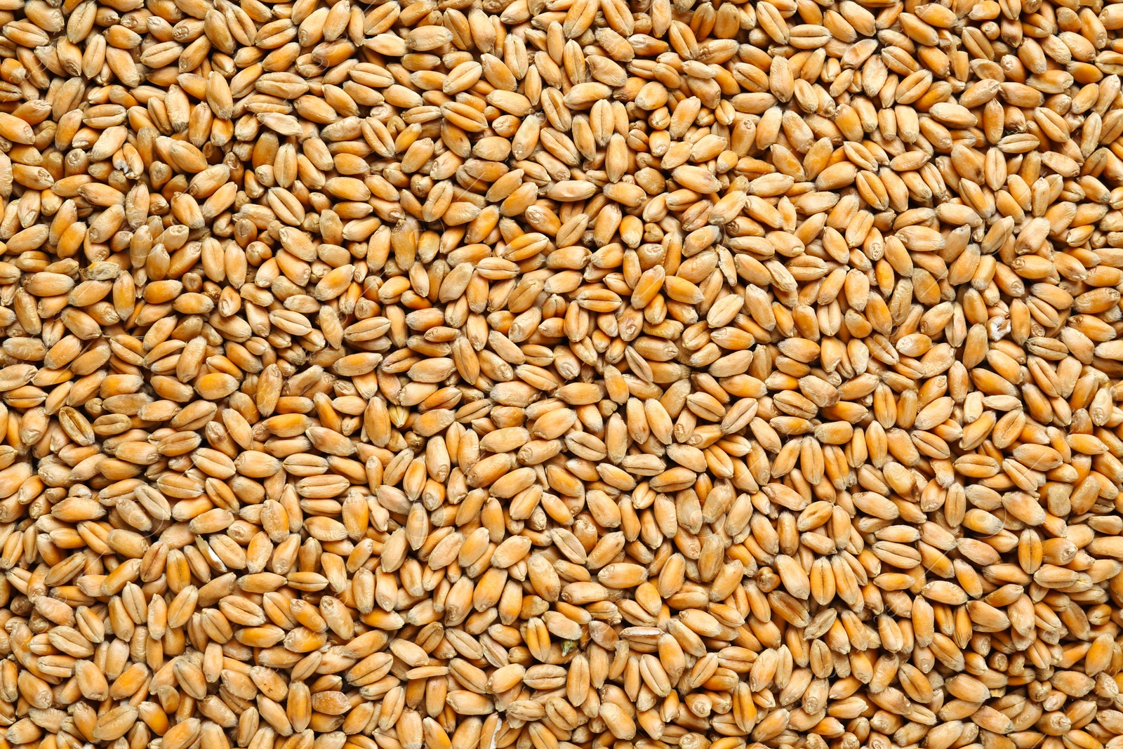 Photo of Closeup of wheat grains as background, top view
