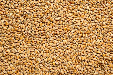 Closeup of wheat grains as background, top view