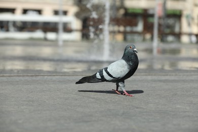 Photo of Beautiful grey dove on city street, space for text