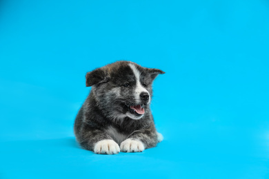 Photo of Cute Akita inu puppy on light blue background. Friendly dog
