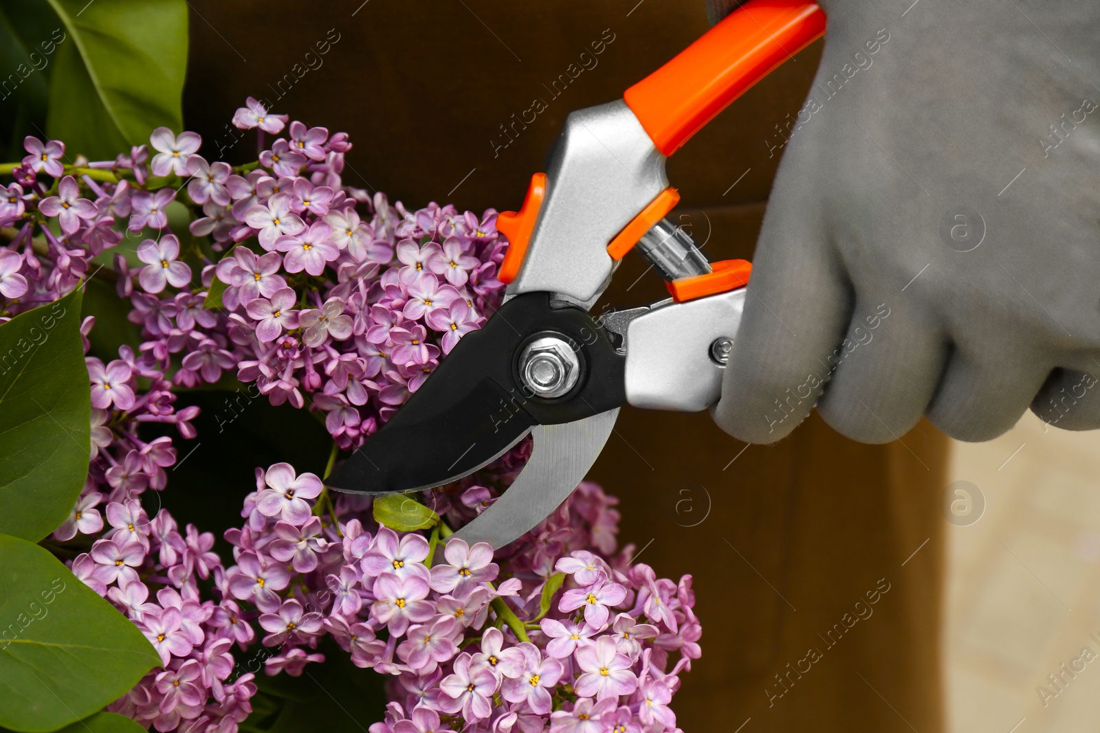 Photo of Gardener pruning lilac branch with secateurs outdoors, closeup