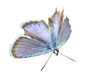 Image of Beautiful bright butterfly flying on white background