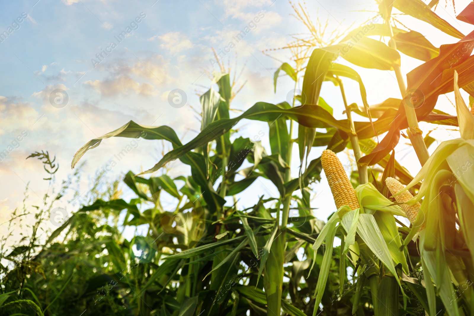 Image of Corn field under beautiful sky with sun, low angle view