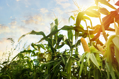 Image of Corn field under beautiful sky with sun, low angle view